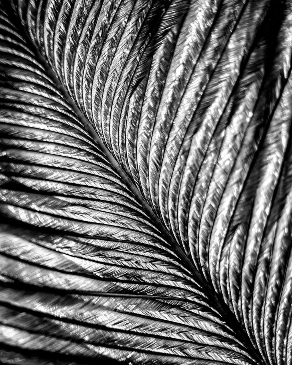 Black and White Feather 2 Poster Print by Allen Kimberly - Item # VARPDXKARC1374B